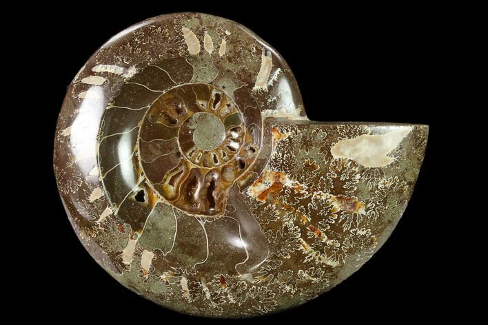 Wide Polished Fossil Ammonite Dish - Madagascar #137402